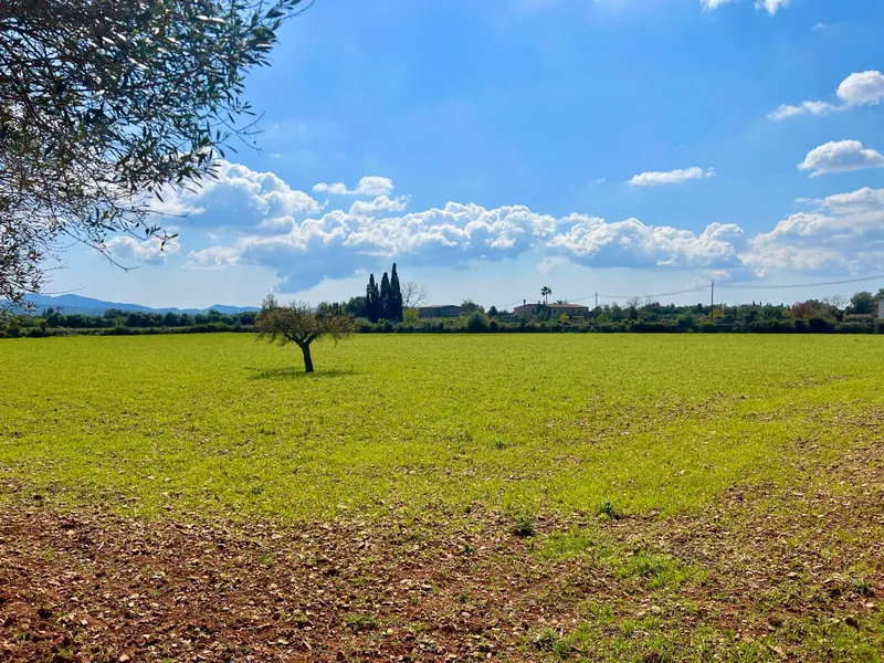 Rustic plot of 14,884 m² between Porreres and Felanitx with spectacular views of Sant Salvador — photo 11