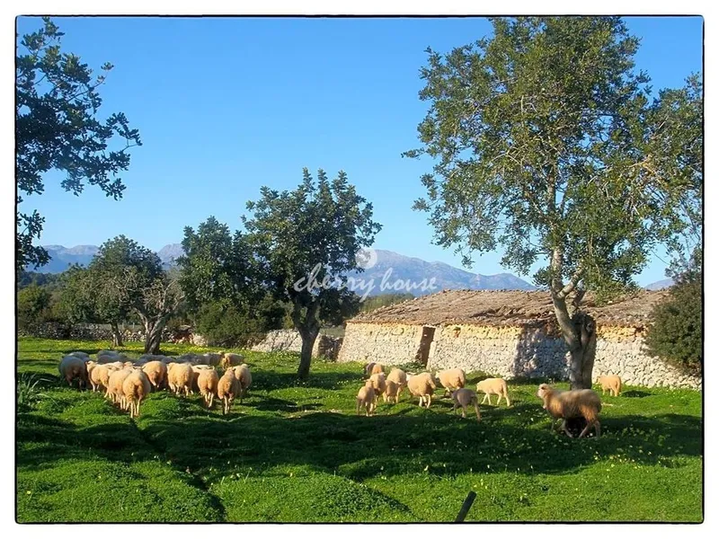 Country House in Lloret de Vistalegre, Province of Balearic Islands — photo 4