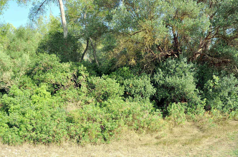 Rustic Land-plot In Sa... — photo 10