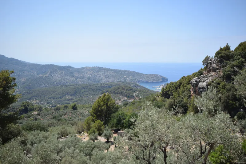 Olive groove with small cottage in the mountains of Sóller — photo 7