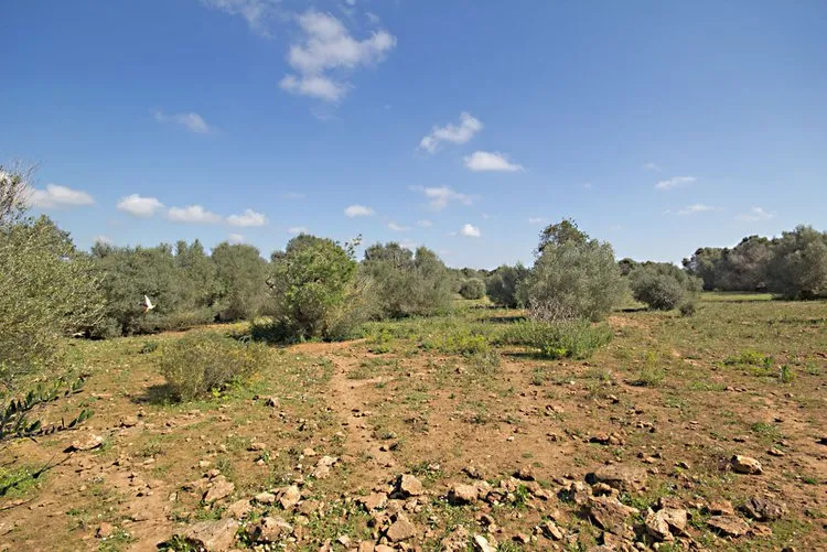 Es Llombards plot with building project G02962 — photo 4