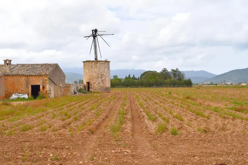 Fantastic rustic estate located in a quiet area of Sa Pobla, with a plot of 24,558 m2 and a basic project for the construction of — photo 12