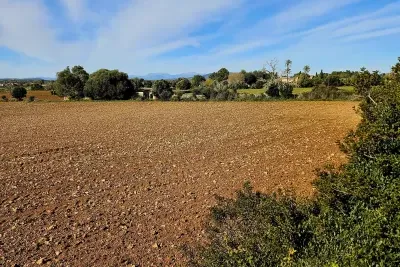 Building Plot in Manacor — photo 4