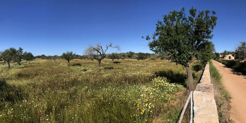 Plot with basic project to build about 370m2 a few minutes from Santanyi — photo 1