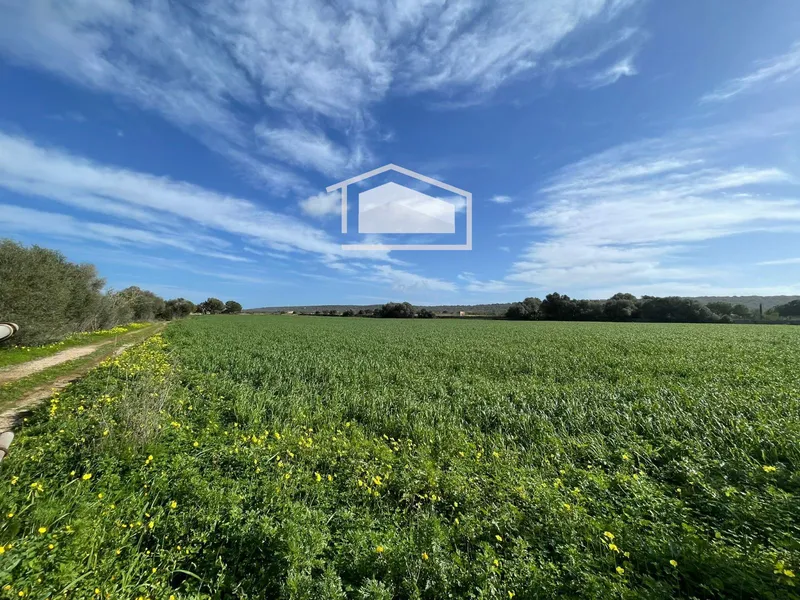 Rustic plot of more than 20,000 m² with excellent access and open views next to Ses Salines and Colonia de Sant Jordi — photo 9