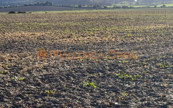 Buildable rustic plot for sale in Montuïri — photo 10