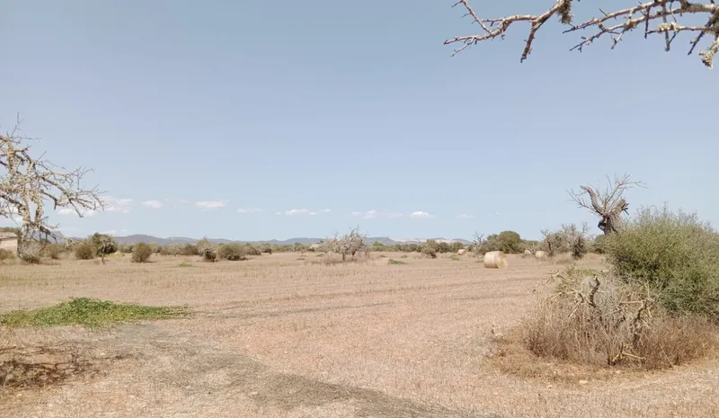 Stunning rustic land with planning project near Campos, Mallorca — photo 5
