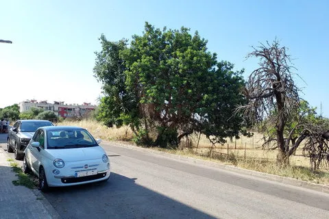 Land in Inca, Mallorca — photo 5