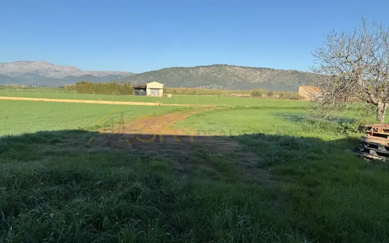Developable Land in Sa Pobla: Nature and Future — photo 7
