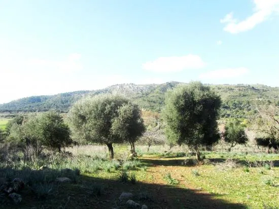 Nice finca near Alcudia with views, 135,000 m², very big, with possibility to build a villa — photo 6