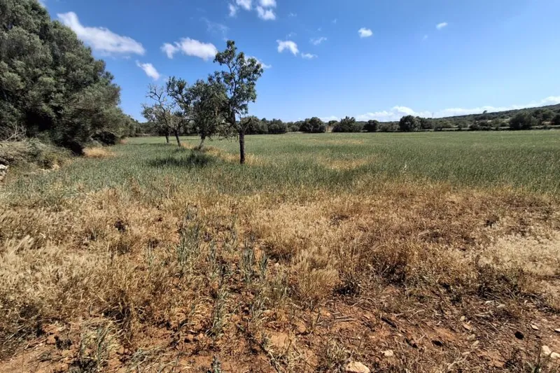 Large plot with cedula - Santanyi-Campos - T 14 — photo 3