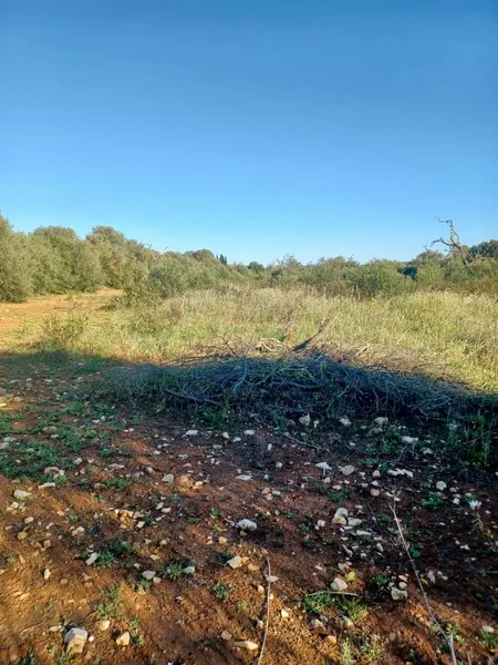 Plot in Felanitx — photo 7