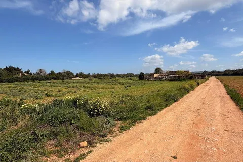 Land in Llubi, Mallorca — photo 6