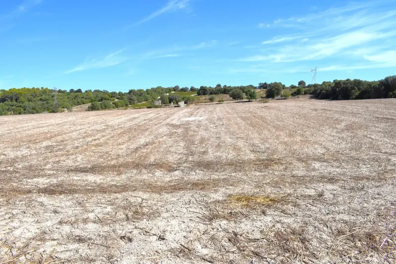 Finca rústica edificable de 32.462 m2, situada entre Llubí y Santa Margalida, en un entorno tranquilo y con hermosas vistas abiertas a la Se — photo 11