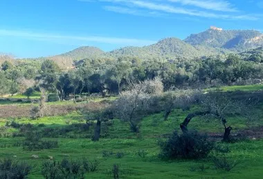 Terreno en Felanitx — photo 3