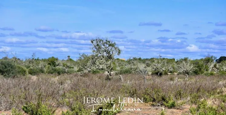 Spectacular building land with project and license near Es Llombards — photo 3