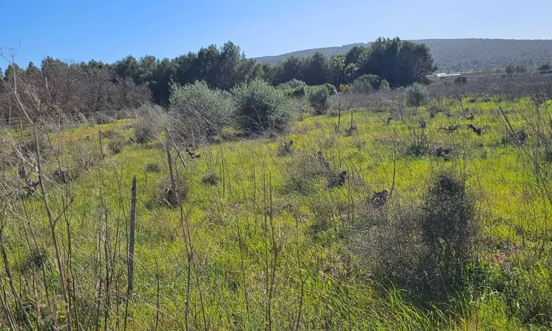 Plot in Santa Maria — photo 2