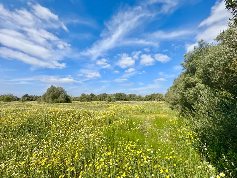 Exclusive rustic plot in a privileged setting near the best beaches of Mallorca — photo 6