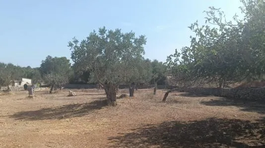 Rustic land in Santa Margalida, plot surface 5000 m² — photo 7