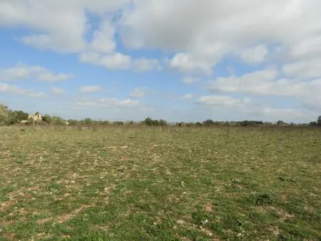 Rural Land - Manacor, Plot Surface 14740m² — photo 4