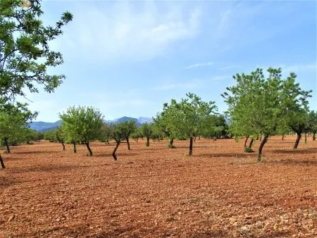 Rural land in Binissalem (Cabana), plot surface 15 m², distance to the sea 18 km — photo 2
