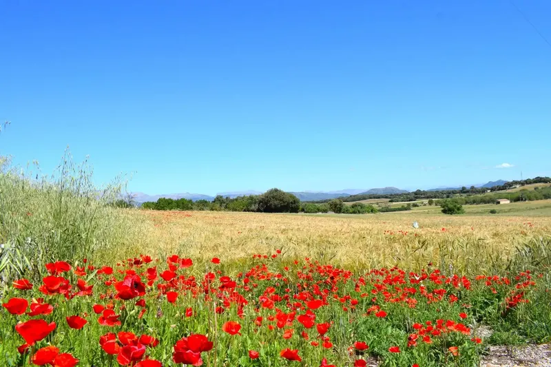 Set of plots totaling 14,100m2 with possibility of building a house in Muro in a quiet area with clear views of the Serra de Tramuntana — photo 2