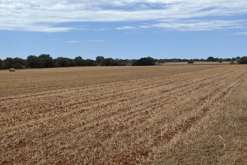 Large building plot near Campos for individual finca project — photo 1