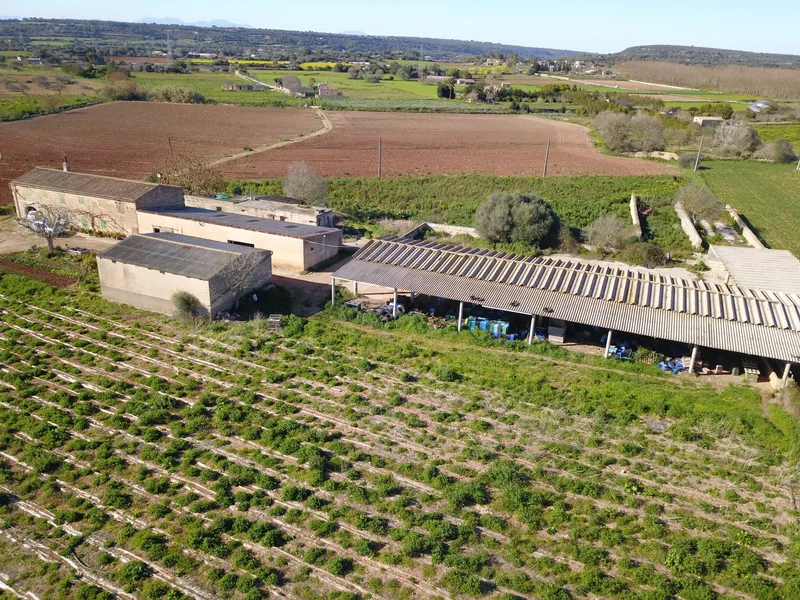 Finca for agricultural use with residential house in Manacor — photo 8