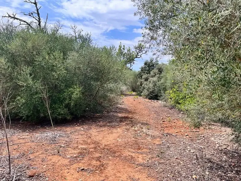 Llucmajor, 7,900 m² plot, very easy access, asphalted road, ideal for weekends. Plot with lots of garrigue. Ref. 3748 [IW] — photo 1
