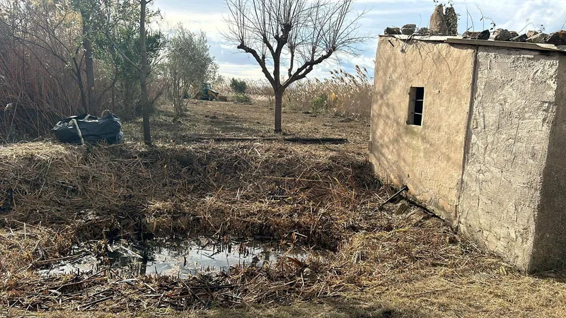 Rustic plot in Sa Pobla — photo 9