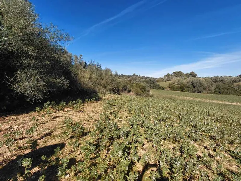 Buildable rustic estate in Manacor — photo 3