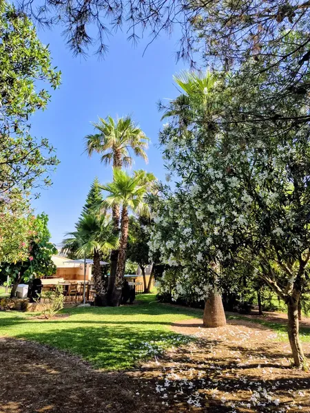 Charming rustic house for rent with garden, terraces and land in the north of Mallorca, available from September 1, 2026 — photo 2