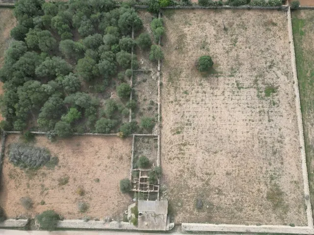 Countryside Plot with License and Project in Llucmajor, South Mallorca — photo 5