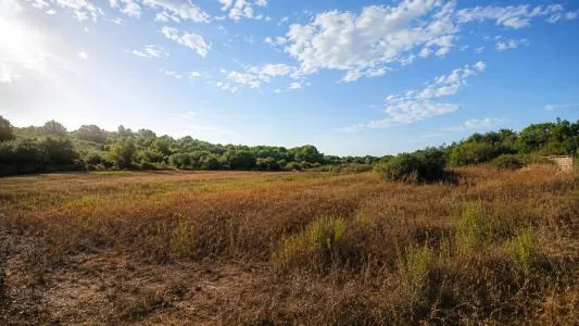 Plot of land - Manacor (Son más) — photo 1