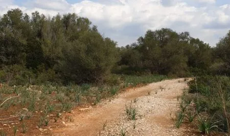 Urban plot of land - Llucmajor (Llucmajor (Campo)), plot surface 302.67m2 — photo 3