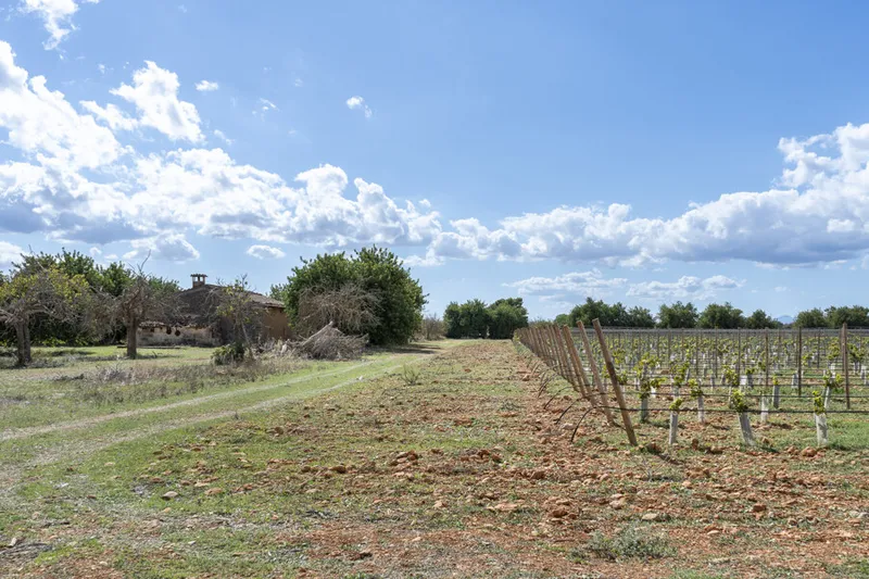 Exceptional Vineyard Plot with Approved License for Luxury Villa Construction — photo 5