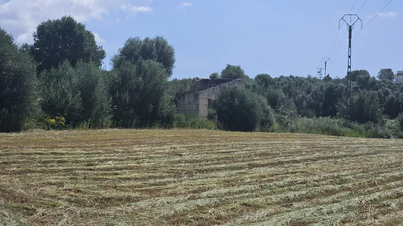 Rustic estate of 6,876 m2 in Muro — photo 2