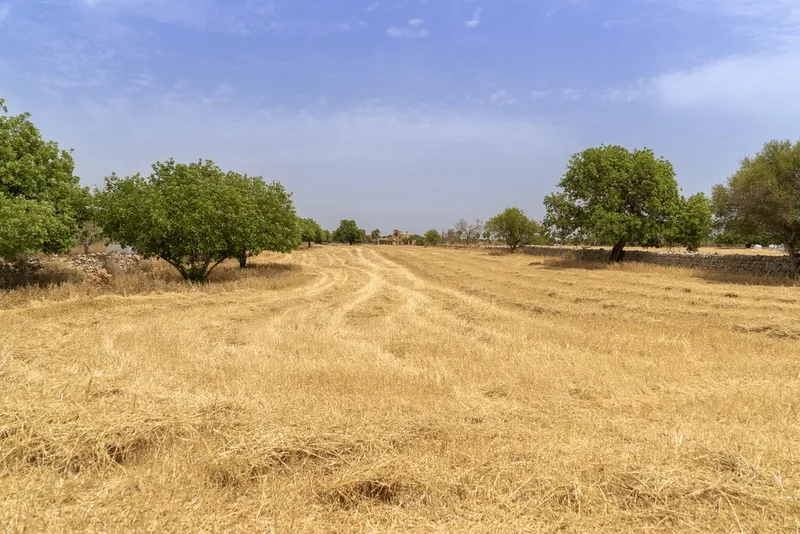 Top quality plot for sale in Santanyi with private pool and sea views — photo 10