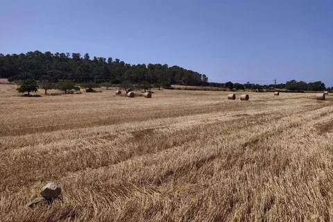 Land in Porreres, Mallorca — photo 6