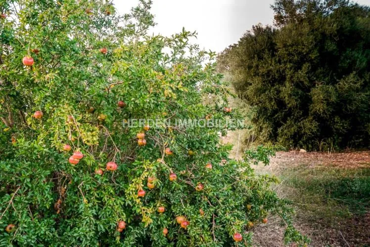 Spacious building plot for sale in Muro, Mallorca — photo 9