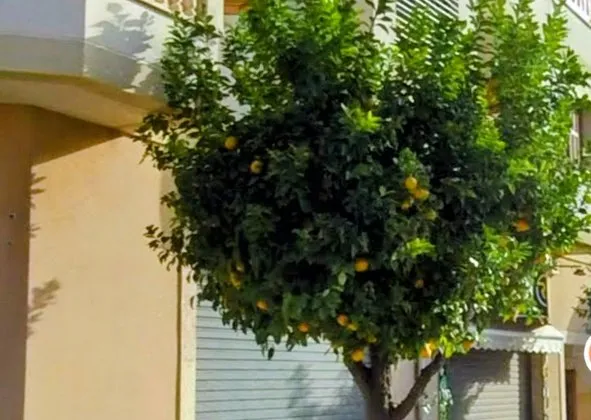 Terraced house in Calle del General Weyler, 184, Cristo Rey - Parque Europa, Inca — photo 1