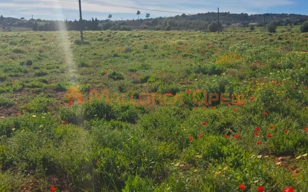 Rustic estate with luxury housing project and pool in Sant Llorenç des Cardassar — photo 6