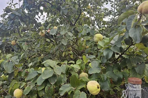 Finca in Sa Pobla, Mallorca — photo 8