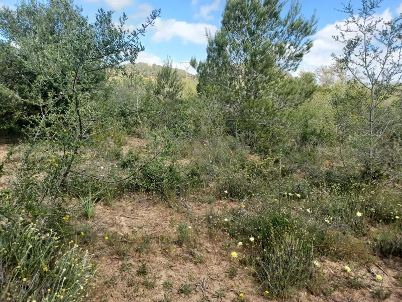 Plot in Felanitx — photo 4