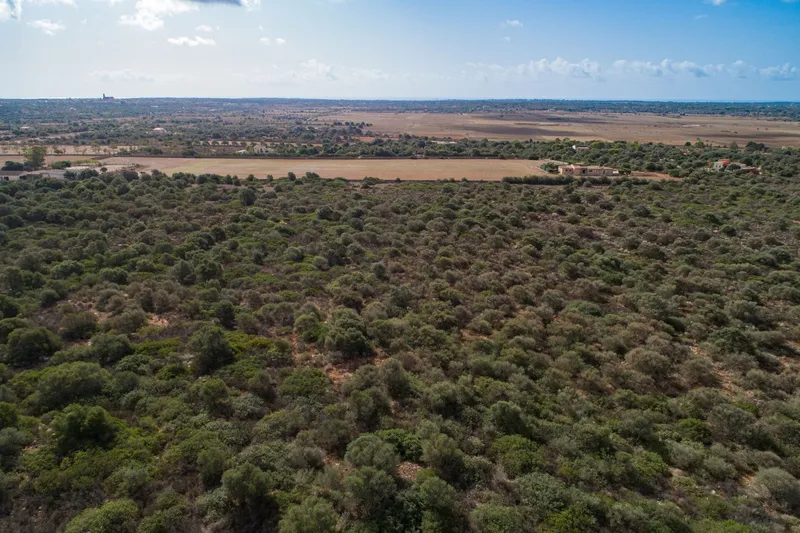 Large finca plot with planning permission and open views near Santanyí — photo 2