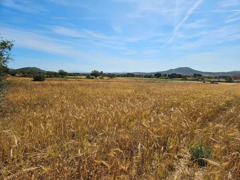Rustic developable plot in Sineu — photo 9