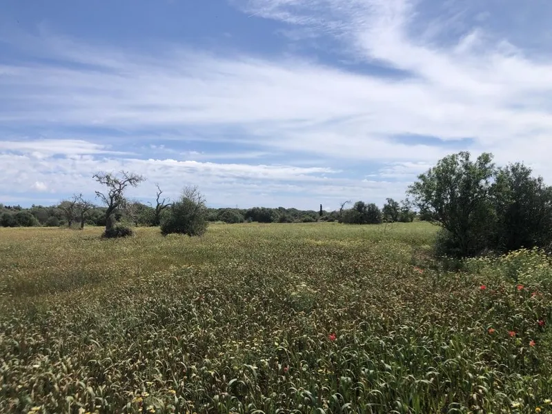 Plot located on a quiet plot 500 meters from Santanyi — photo 2