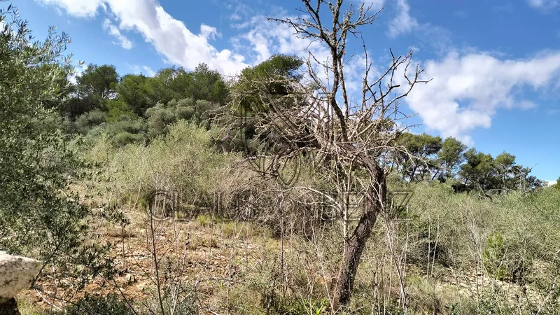 Felanitx – Fantastic plot with panoramic views — photo 5