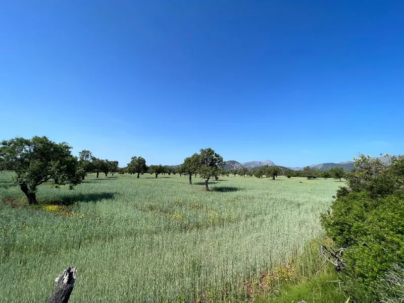 Plot for sale in the countryside of Pollensa — photo 1
