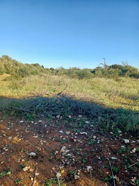 Plot in Felanitx — photo 6